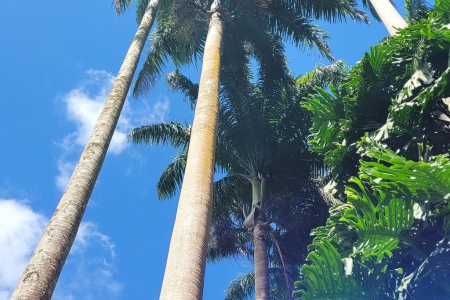 Fast Track Arrival Service at Barbados Airport