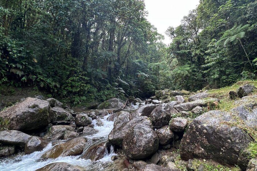 Martinique Shore Excursion – Authentic Tour of Southern Martinique