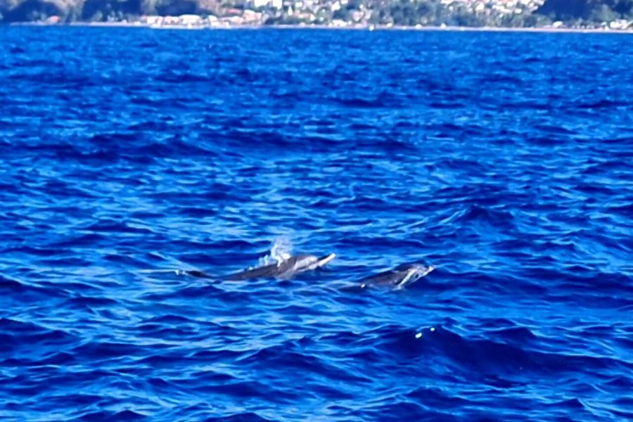 Small-Group Tour: Unmissable Martinique with St Pierre and More