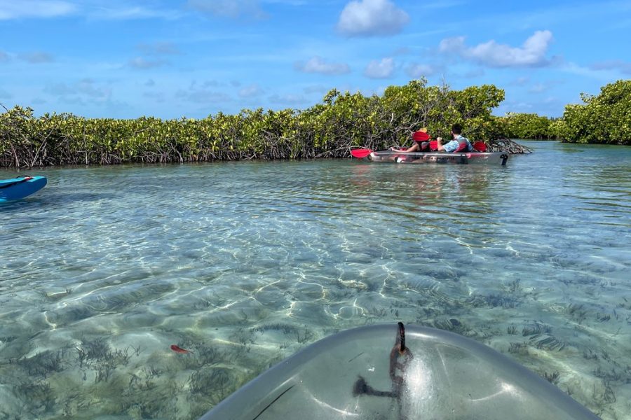 Clear Bottom Kayaks Mangrove Tour