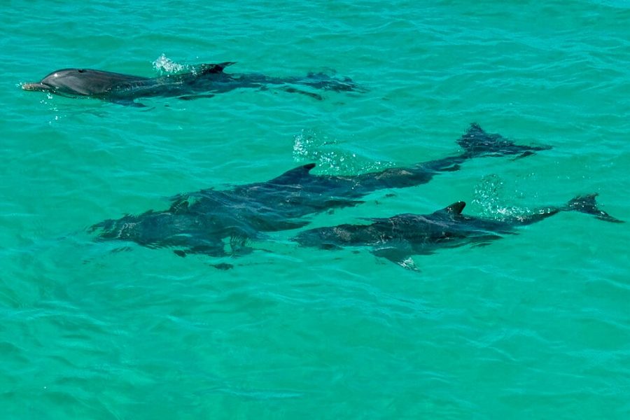 Lady Grace Signature Catamaran Sunset Sail