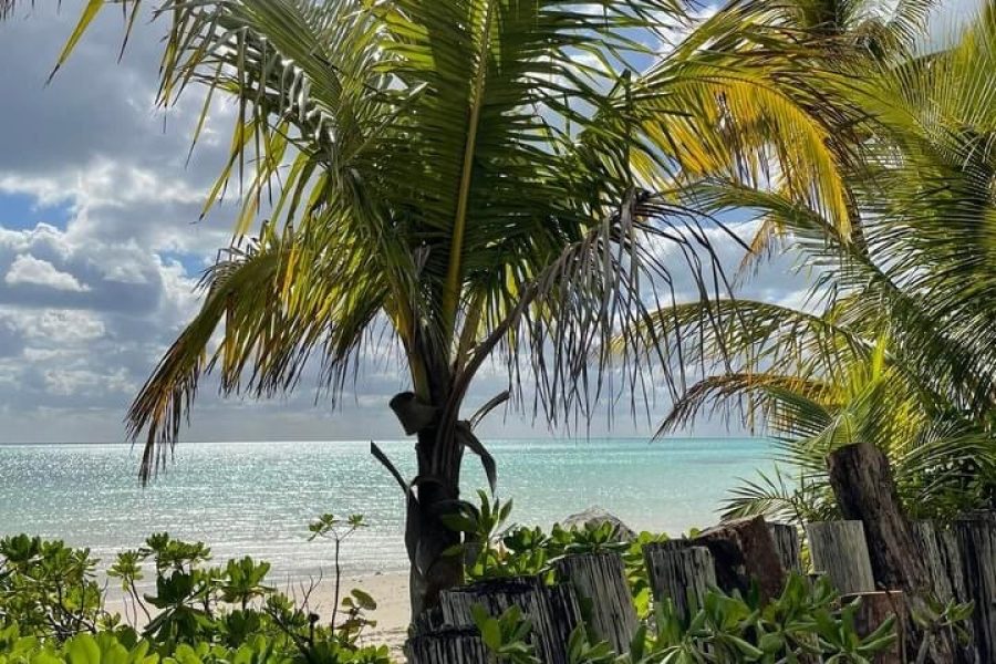 CocoNutz Cruisers Electric Bicycle Tour