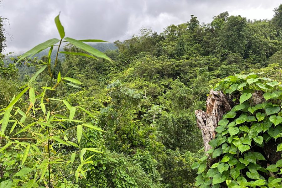 Dark View Falls Tour with Trubb Taxi Excursions SVG