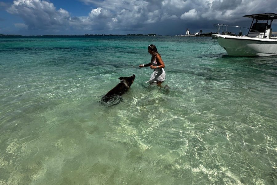 Small Group Tour Pigs/Turtles/Snorkeling/Lunch/Pickup/Dropoff