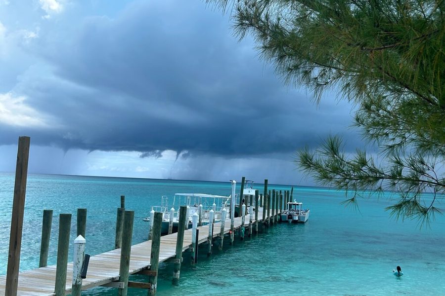 Swimming Pigs with pickup: Pig can’t fly, but they do Swim!