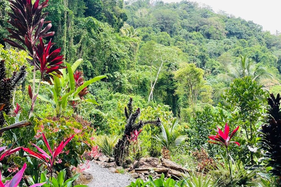 Project Chocolat Bean to Bar Experience from Accommodation Chocolat