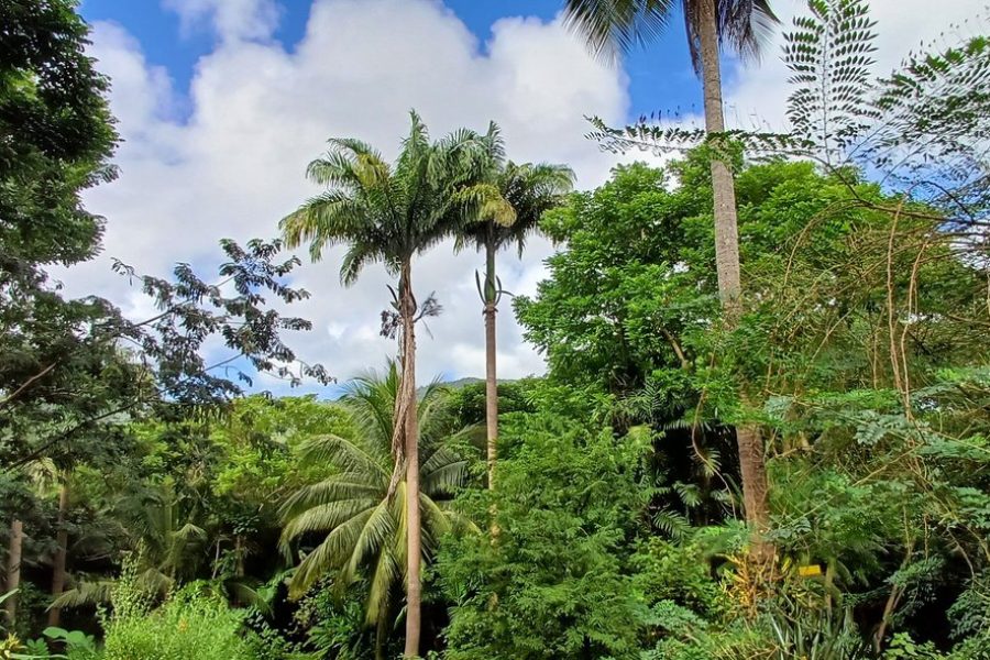 Barbados Small-Group or Private Monkey Feeding Experience