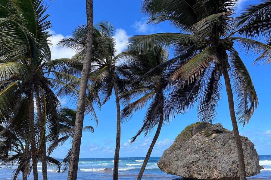 Elegance Catamaran turtles swim and lunch cruise