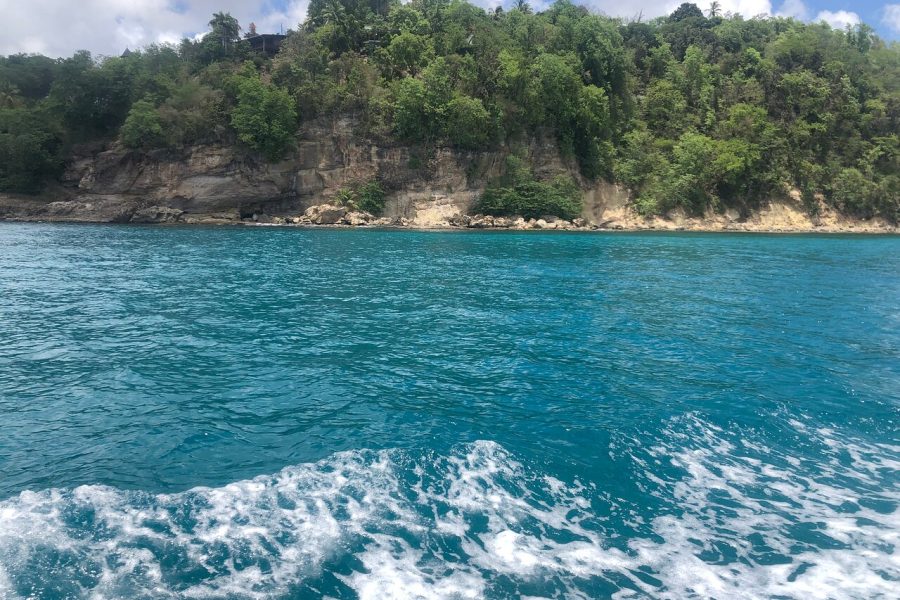 Whale and Dolphin Watching Cruise in St Lucia
