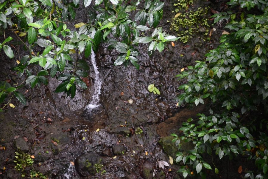 Private Beach Horseback Ride with Sandy Hoofs St. Lucia