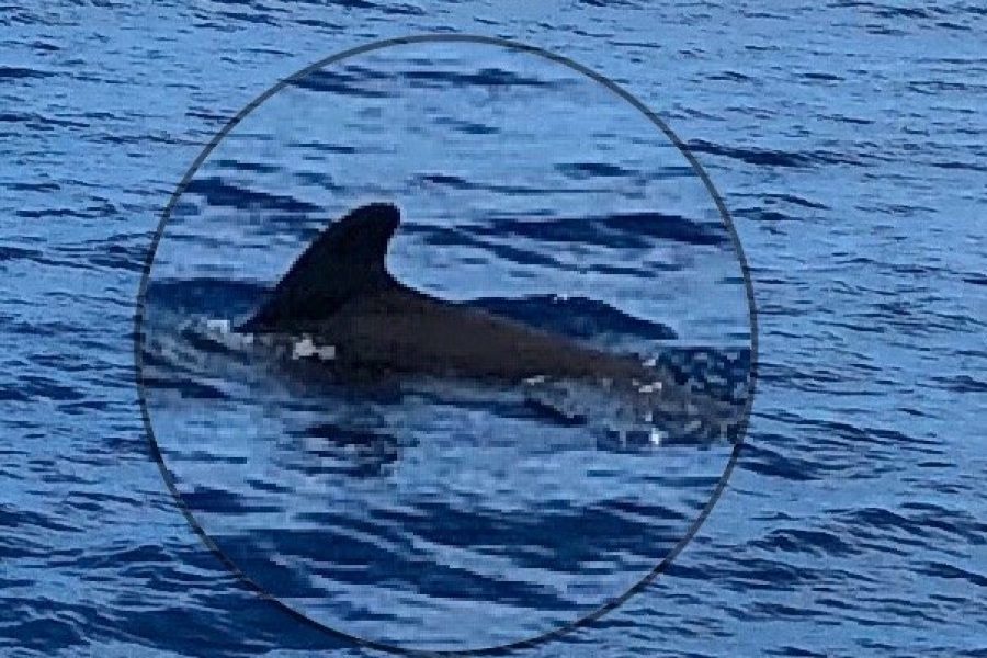 Private Premium Whale and Dolphin Safari St Lucia